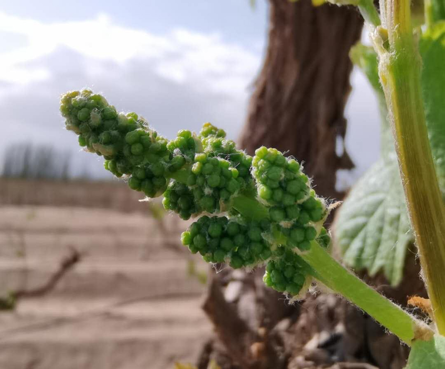 Baby grapes on vine