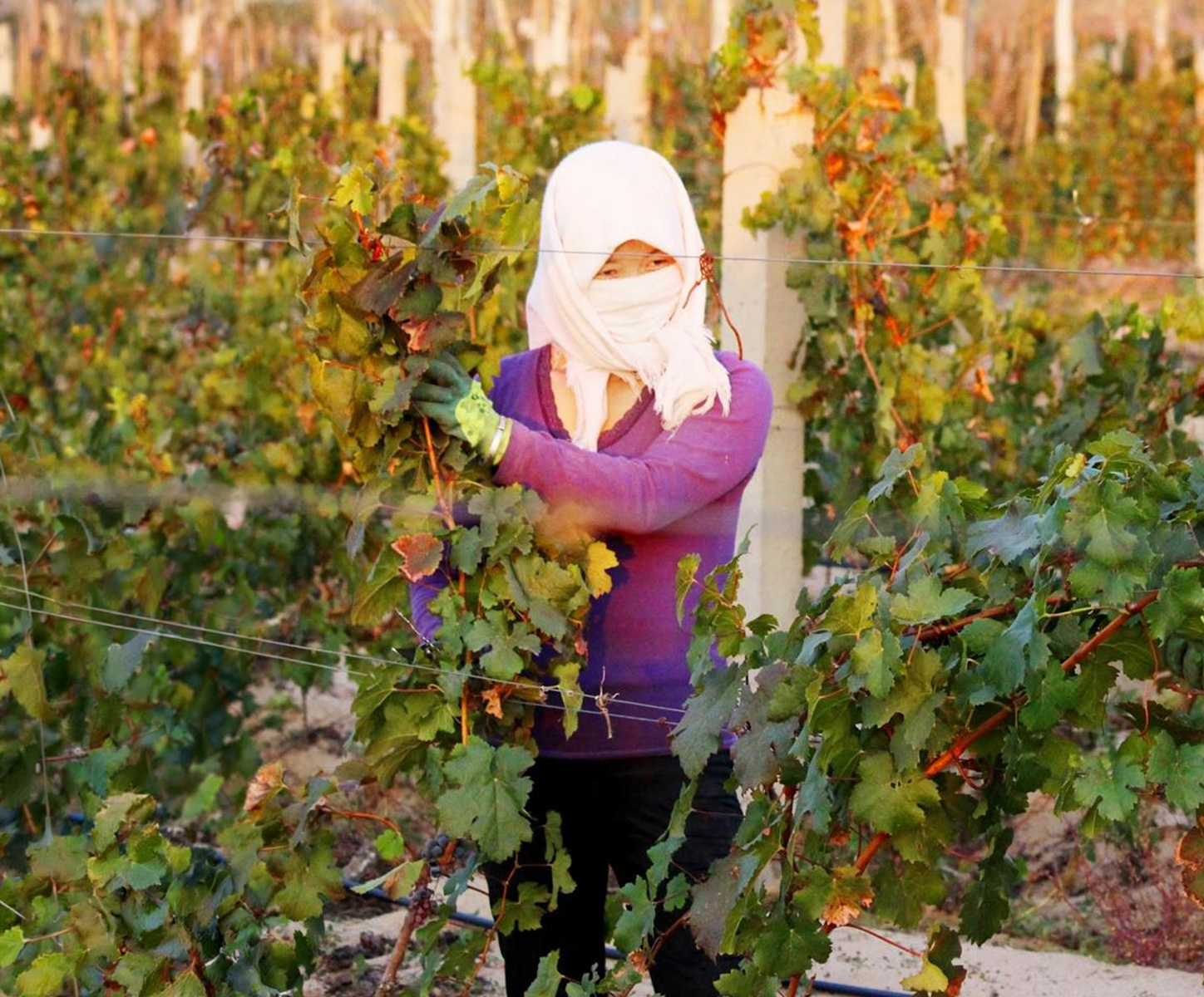 Female vineyard worker hand picking green