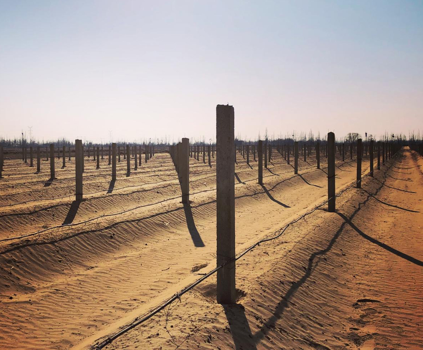 vineyard